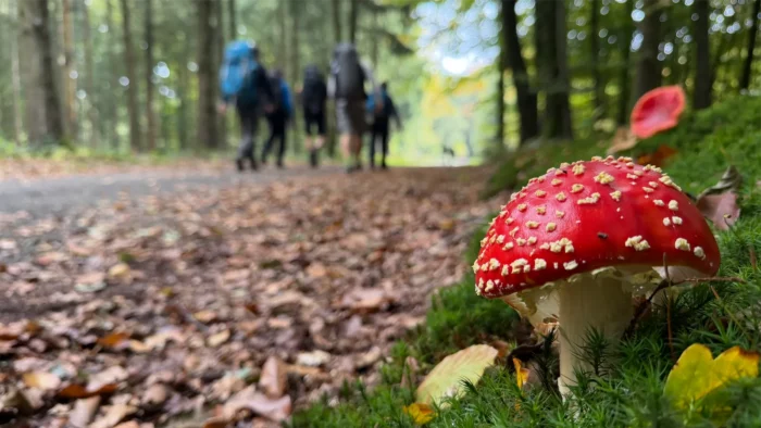 Hiking België